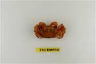 藏品(斑點擬相手蟹)的圖片